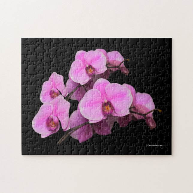Quebra-cabeça Orquídeas Rosa Elegantes Phalaenopsis a Preto (Horizontal)