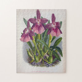 Quebra-cabeça Orquídeas Roxas Vintage Miltonia Spectabilis