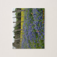 Os Bluebonnets de Texas enlatam a fotografia da