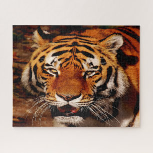 Quebra-cabeça Os Leões Dos Grandes Gatos.