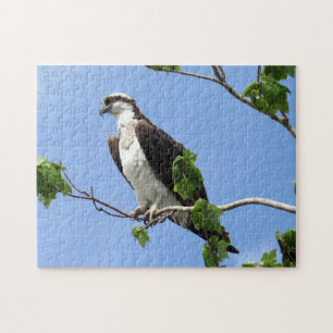 Quebra-cabeça Osprey Em Árvore - Raptor - Pássaro