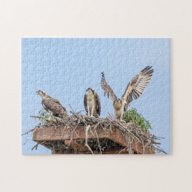 Quebra-cabeça Osprey no ninho (três amigos) (Horizontal)