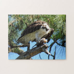 Quebra-cabeça Osprey - Sea Hawk - Fish Hawk - Raptor - Pássaro