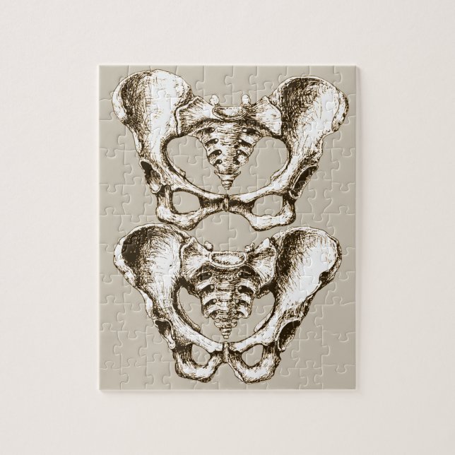 Quebra-cabeça Ossos da pelve humana (Vertical)