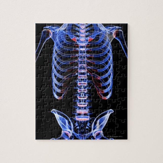 Quebra-cabeça Ossos do tronco 2 (Vertical)