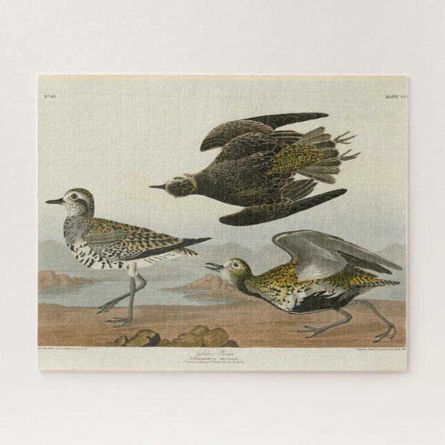 Quebra-cabeça Ouro-Plover Americano, Aves da América de Audubon (Horizontal)