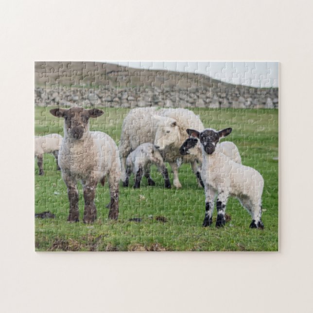 Quebra-cabeça Ovelha Shetland (Horizontal)