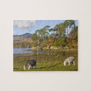 Quebra-cabeça ovelhas Herdwick em Friars Crag, Derwentwater, 2