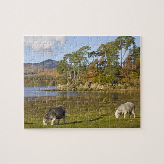 Quebra-cabeça ovelhas Herdwick em Friars Crag, Derwentwater, 2 (Horizontal)