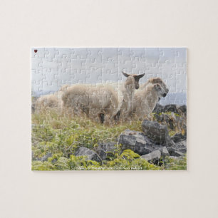 Quebra-cabeça Ovelhas nas Ilhas Aran Galway Irlanda