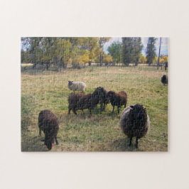 Quebra-cabeça Ovinos na Pastura