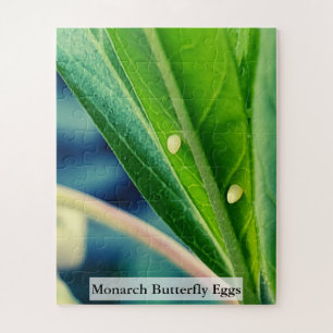 Quebra-cabeça Ovos de Borboleta Monarca 56 Peças