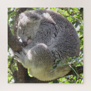 Quebra-cabeça pacote koala