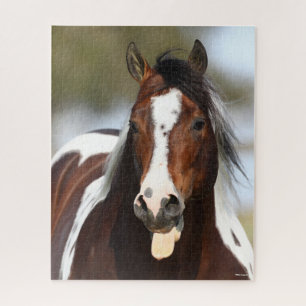 Quebra-cabeça Paint Stallion com Tongue Out Headshot