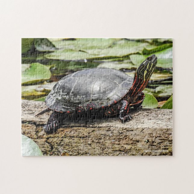 Quebra-cabeça Painted Turtle Jigsaw Puzzle (Horizontal)
