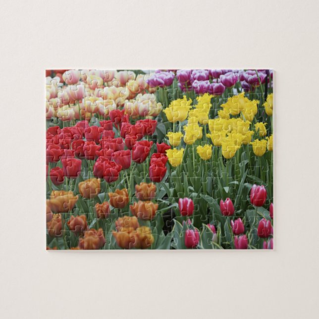 Quebra-cabeça Países Baixos, Jardins Keukenhoff, tulipas. (Horizontal)