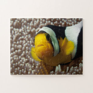 Quebra-cabeça Palhaço - Fecho! Tão fofo - Nemo em Anemone  