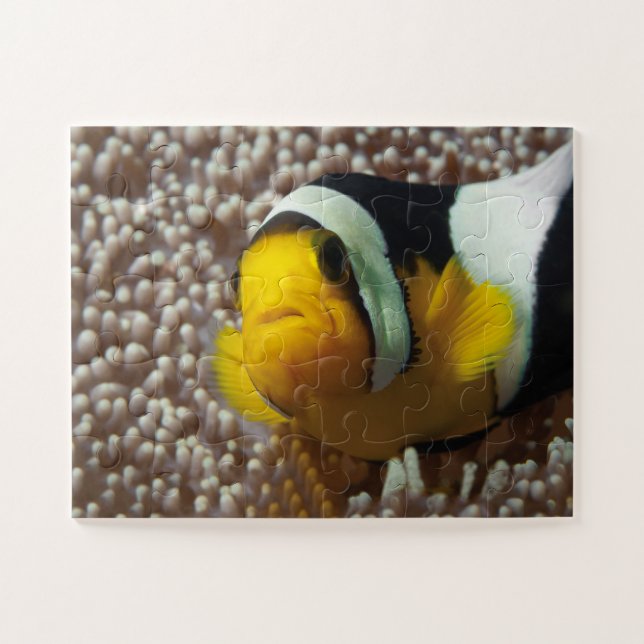 Quebra-cabeça Palhaço - Fecho! Tão fofo - Nemo em Anemone | (Horizontal)