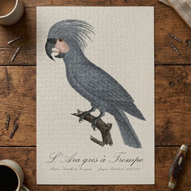 Quebra-cabeça Palmito-preto, Probosciger aterrimus (Great Black Palm Cockatoo, Probosciger aterrimus. Jigsaw Puzzle)