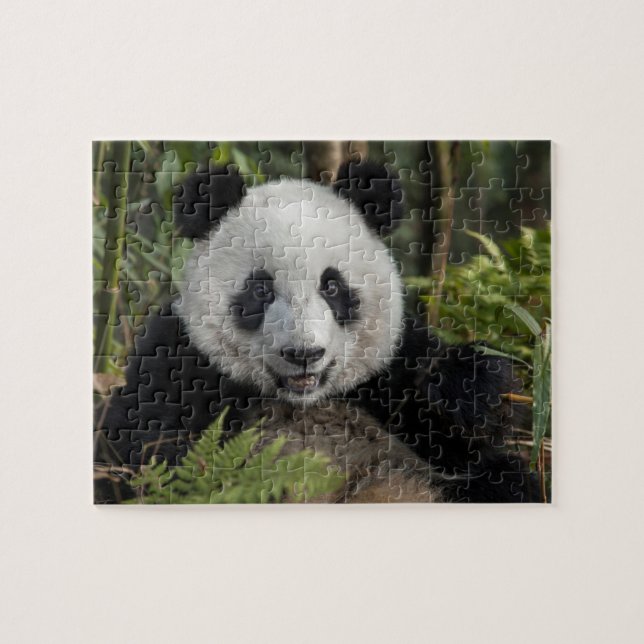 Quebra-cabeça Panda jovem feliz, China (Horizontal)