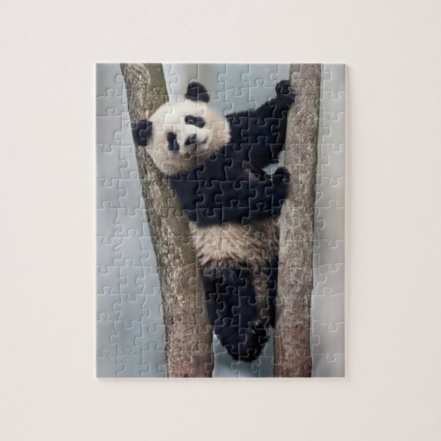 Quebra-cabeça Panda jovem subindo em uma árvore, China (Vertical)