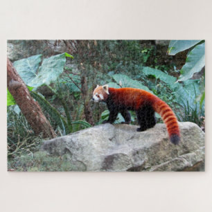 Quebra-cabeça panda vermelha