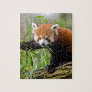 Quebra-cabeça Panda Vermelha Comendo Folha Verde