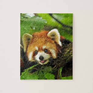 Quebra-cabeça Panda vermelha Cub