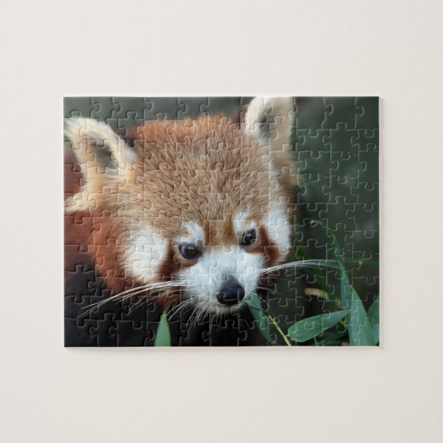 Quebra-cabeça Panda-vermelho, Taronga Zoo, Sydney, Austrália (Horizontal)