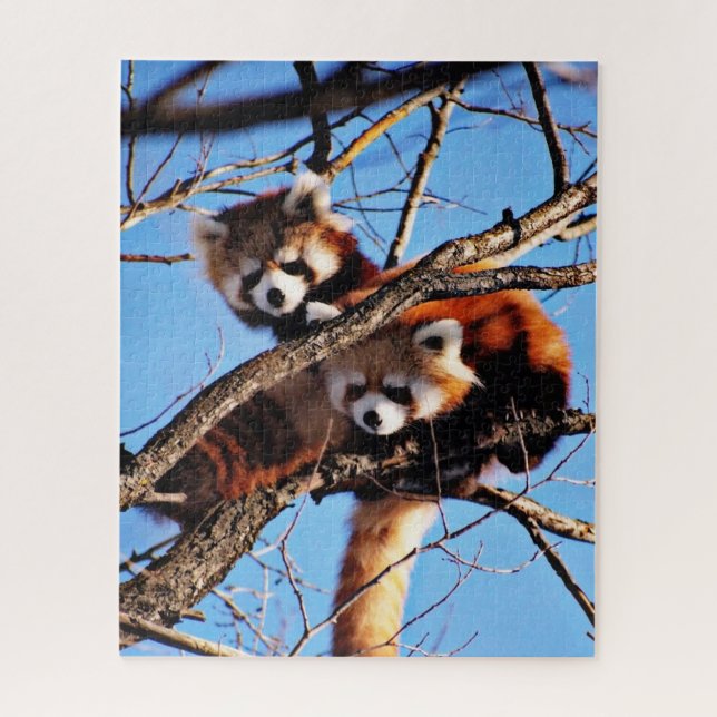 Quebra-cabeça pandas vermelhas (Vertical)