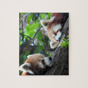 Quebra-cabeça Pandas vermelhas