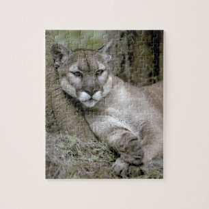 Quebra-cabeça pantera da Flórida, Felis concolor coryi,
