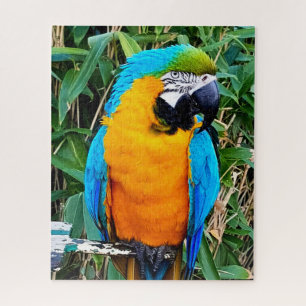 Quebra-cabeça Papagaio Amarelo-Azul