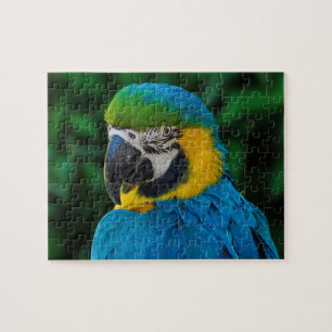 Quebra-cabeça Papagaio azul e Dourado
