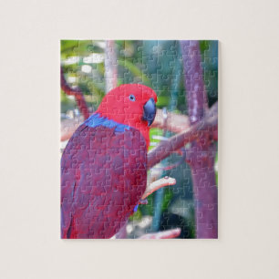Quebra-cabeça Papagaio colorido do eclectus