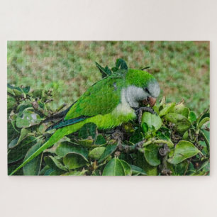 Quebra-cabeça Papagaio verde
