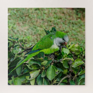Quebra-cabeça Papagaio verde