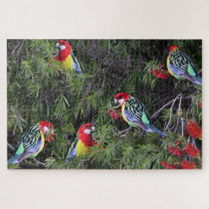 Quebra-cabeça Papagaios Tropicais Pássaros Rosella Oriental