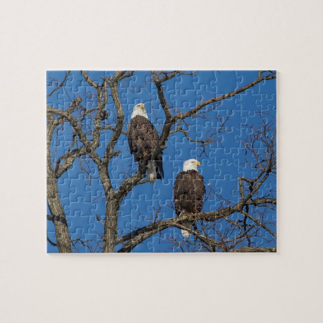Quebra-cabeça Par Bald Eagle (Horizontal)