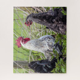 Quebra-cabeça par de cockerels coloridos