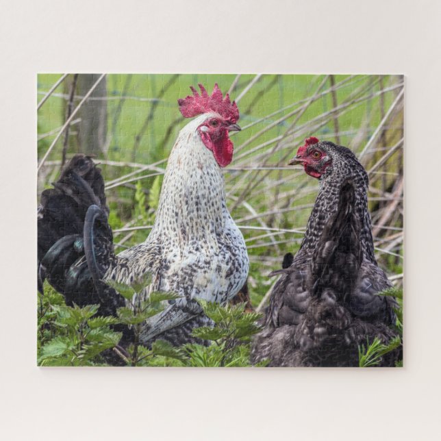 Quebra-cabeça par de cockerels coloridos (Horizontal)