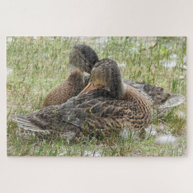 Quebra-cabeça Par de Patos a Arrastar - Amor e Afetação (Horizontal)