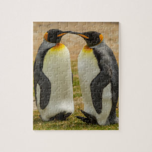 Quebra-cabeça Par de pinguins-reis, Ilhas Falkland