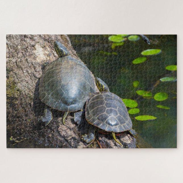 Quebra-cabeça Par de Tartarugas Pintadas (Horizontal)
