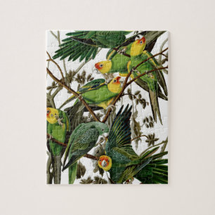 Quebra-cabeça Parakeet de Carolina