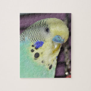 Quebra-cabeça Parakeet masculino de Budgie/