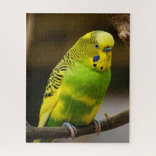 Quebra-cabeça Parakeet Personalizado do Orçamento Inglês