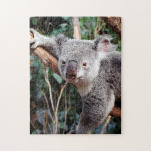 Quebra-cabeça Parque da Vida Selvagem de Featherdale, Koala Bear