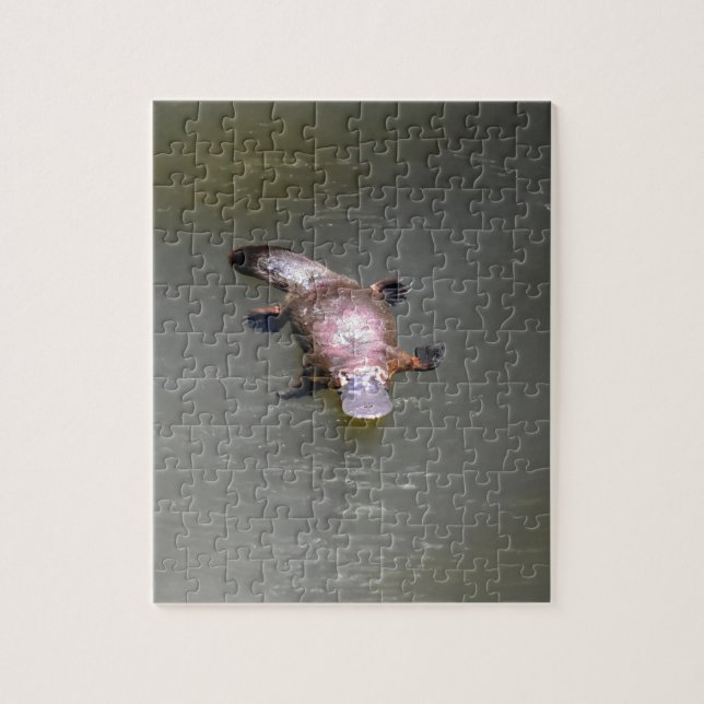 QUEBRA-CABEÇA PARQUE NACIONAL AUSTRÁLIA DE PLATYPUS EUNGELLA (Vertical)