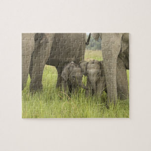 Quebra-cabeça Parque Nacional Corbett, Uttaranchal, Índia.